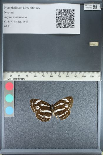 Media type: image;   Entomology 161995